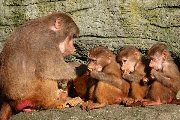 Вилла для съемок телешоу оказалась под угрозой из-за нашествия обезьян Вилла для съемок телешоу оказалась под угрозой из-за нашествия обезьян