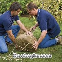 Как пересадить дерево. Как пересадить дерево.