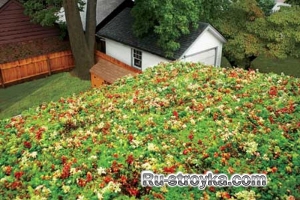 Зеленая крыша Зеленая крыша