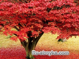 Как измерить высоту дерева. Как измерить высоту дерева.