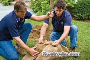 Как пересадить дерево. Как пересадить дерево.