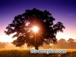 Как измерить высоту дерева. Как измерить высоту дерева.