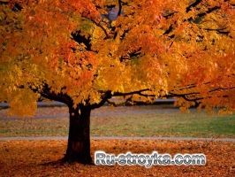 Как измерить высоту дерева. Как измерить высоту дерева.