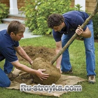 Как пересадить дерево. Как пересадить дерево.