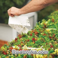 Зеленая крыша Зеленая крыша