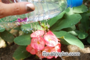 Как сделать лейку из бутылки. Как сделать лейку из бутылки.