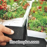 Зеленая крыша Зеленая крыша