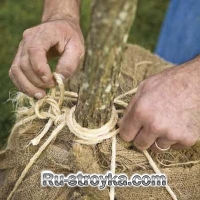 Как пересадить дерево. Как пересадить дерево.