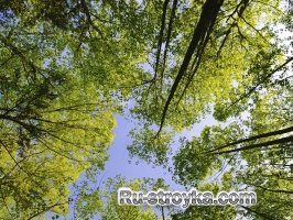 Как измерить высоту дерева. Как измерить высоту дерева.