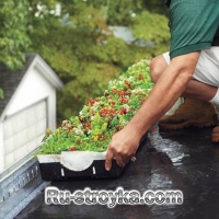 Зеленая крыша Зеленая крыша