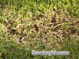 Восстановление больного газона. Восстановление больного газона.