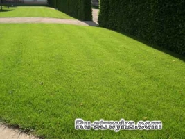 Газонная трава Газонная трава