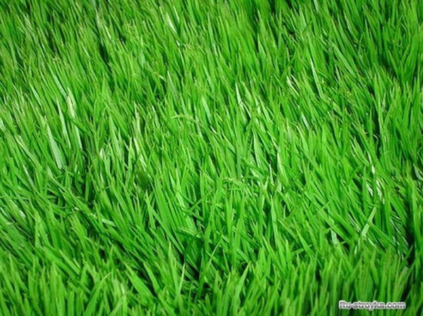 Газонная трава Газонная трава