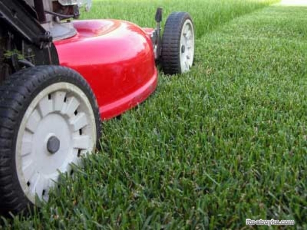 Газон - устройство и обслуживание его. Газон - устройство и обслуживание его.