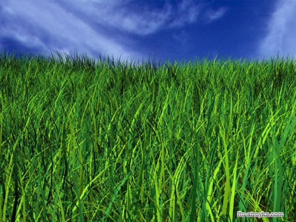 Газонная трава Газонная трава