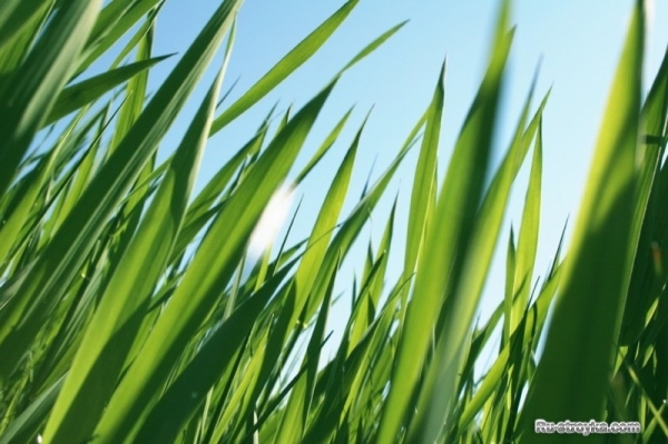 Газонная трава Газонная трава