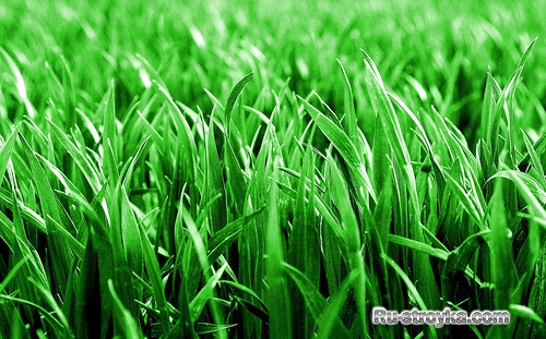 Газонная трава Газонная трава