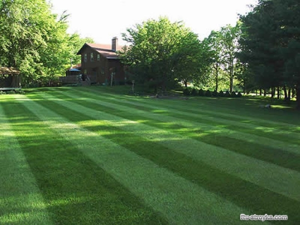 Газон - устройство и обслуживание его. Газон - устройство и обслуживание его.