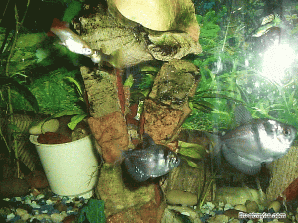 Деталь интерьера: конструкции аквариумов Деталь интерьера: конструкции аквариумов