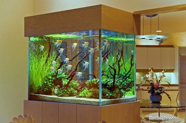 Аквариум в вашем доме Аквариум в вашем доме