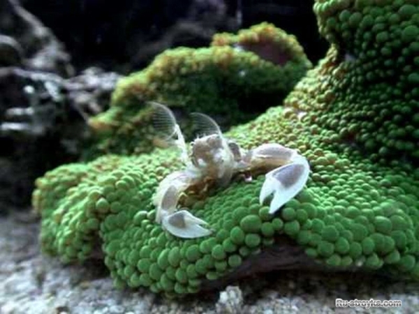 Аквариум в вашем доме Аквариум в вашем доме