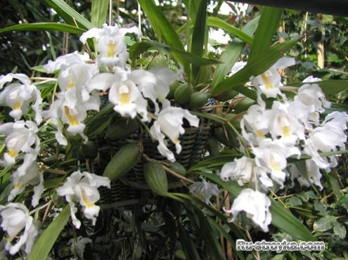 Своими руками оранжерея. Своими руками оранжерея.