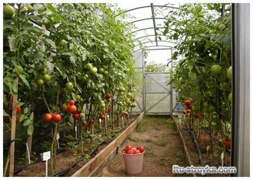 Выбираем теплицу. Выбираем теплицу.