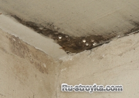 Грибковые оброзования в доме Грибковые оброзования в доме