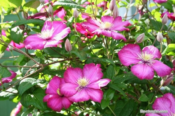 Клематис, или ломонос Клематис, или ломонос