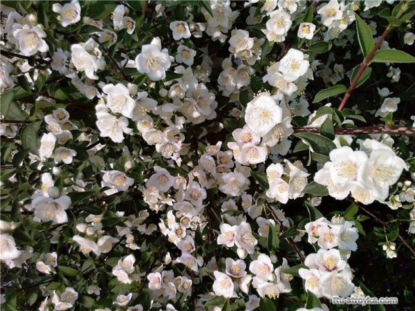 Чубушник, или садовый жасмин Чубушник, или садовый жасмин