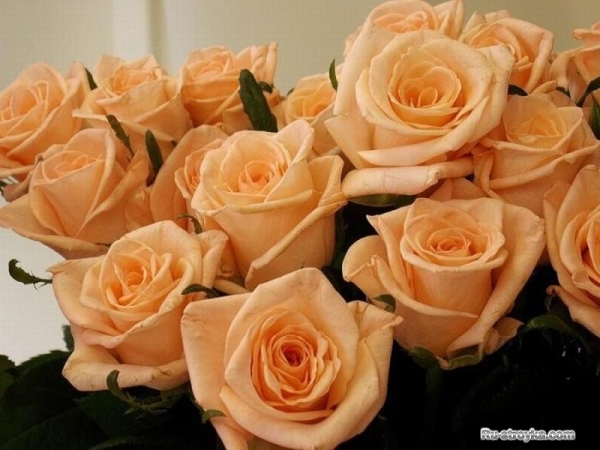 Роза, или шиповник Роза, или шиповник