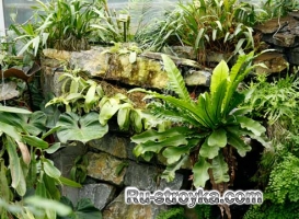 Советы по организации зимнего сада Советы по организации зимнего сада