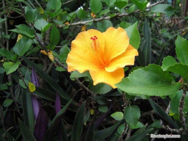 Оформление зимнего сада Оформление зимнего сада