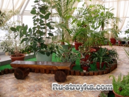 Растения для зимнего сада. Растения для зимнего сада.