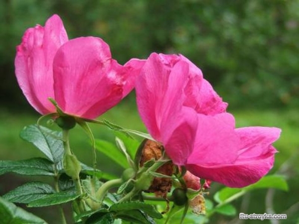 Роза, или шиповник Роза, или шиповник