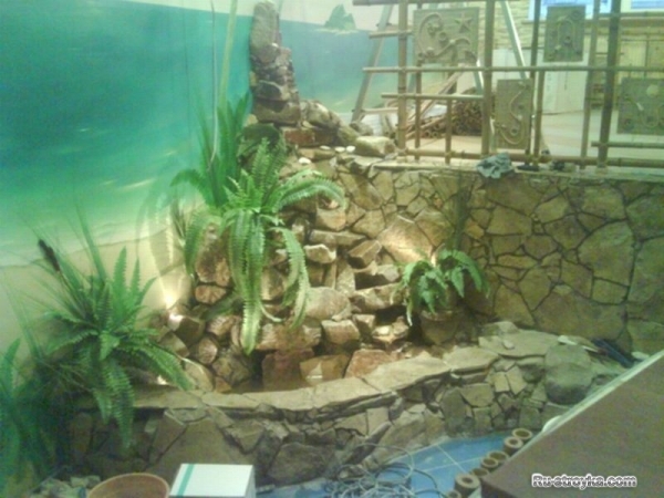 Оформление зимнего сада Оформление зимнего сада