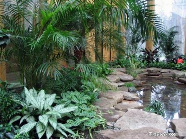 Растения для зимнего сада. Растения для зимнего сада.