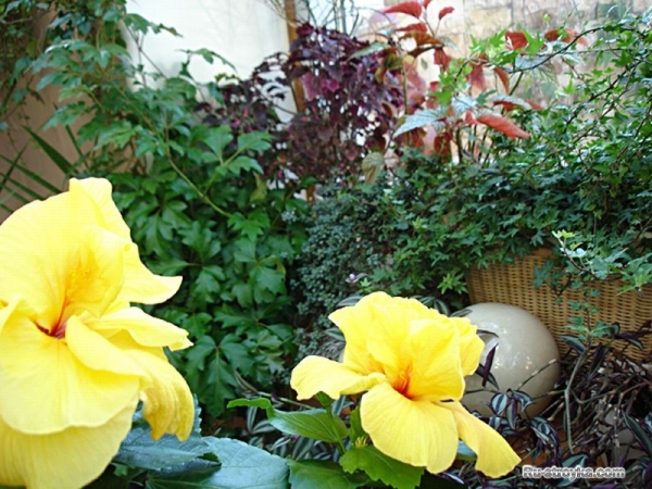 Растения для зимнего сада. Растения для зимнего сада.