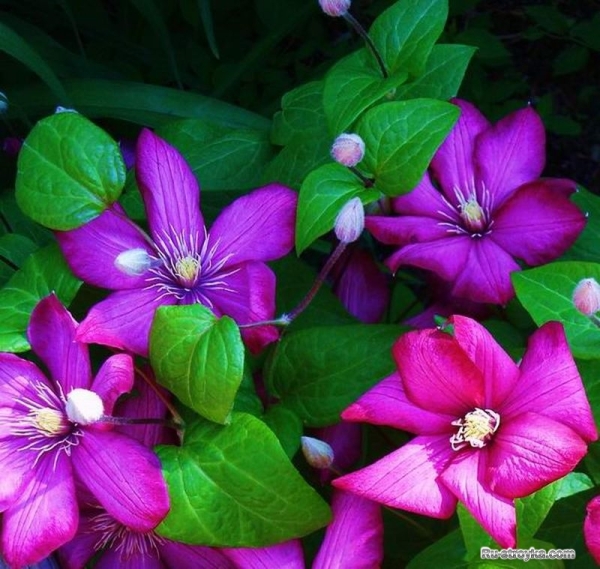 Клематис, или ломонос Клематис, или ломонос