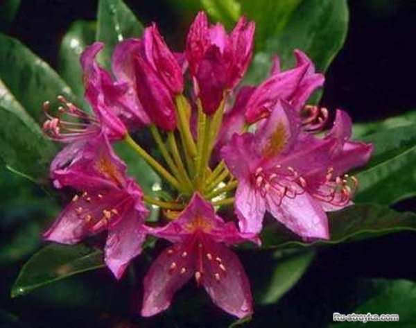 Рододендрон пукханский