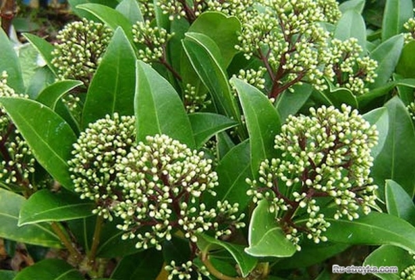 Растения для зимнего сада. Растения для зимнего сада.