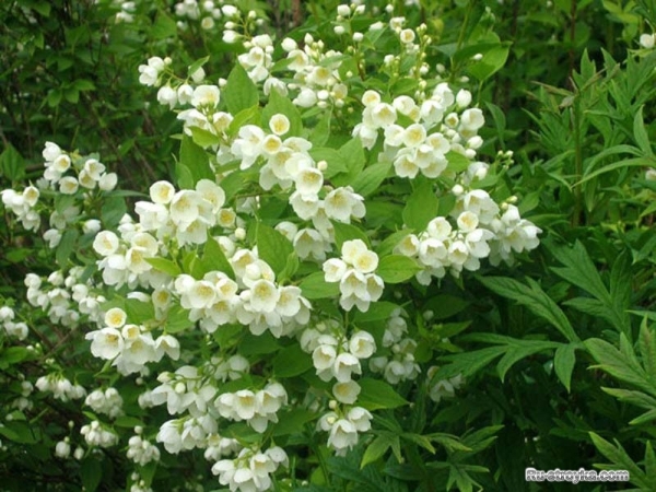 Чубушник, или садовый жасмин Чубушник, или садовый жасмин