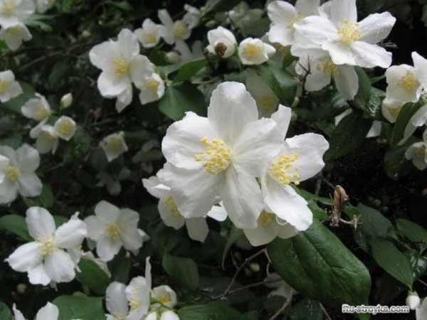 Чубушник, или садовый жасмин Чубушник, или садовый жасмин