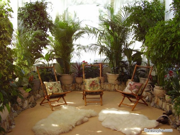 Растения для зимнего сада. Растения для зимнего сада.