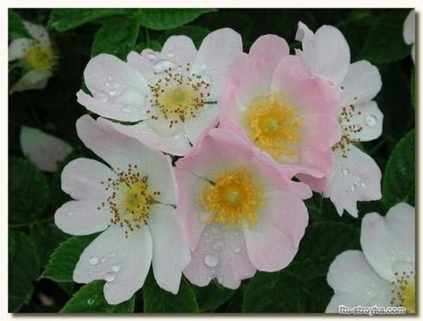 Роза, или шиповник Роза, или шиповник