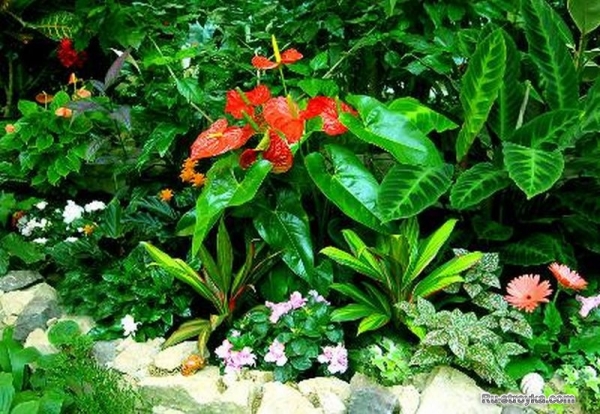 Растения для зимнего сада. Растения для зимнего сада.