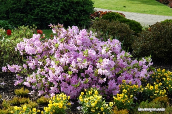 Рододендрон пукханский