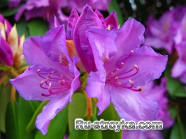 Рододендрон Рододендрон