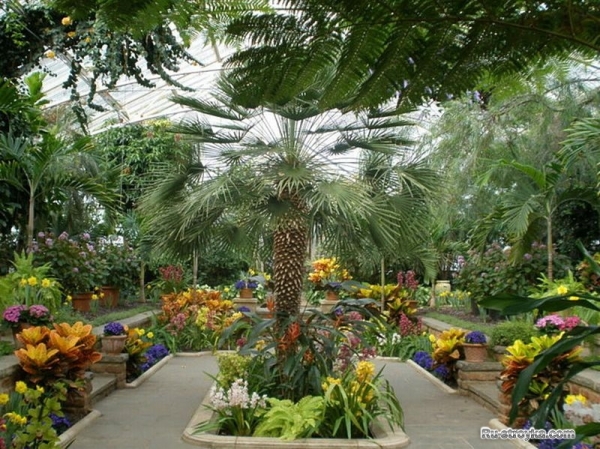 Советы по организации зимнего сада Советы по организации зимнего сада