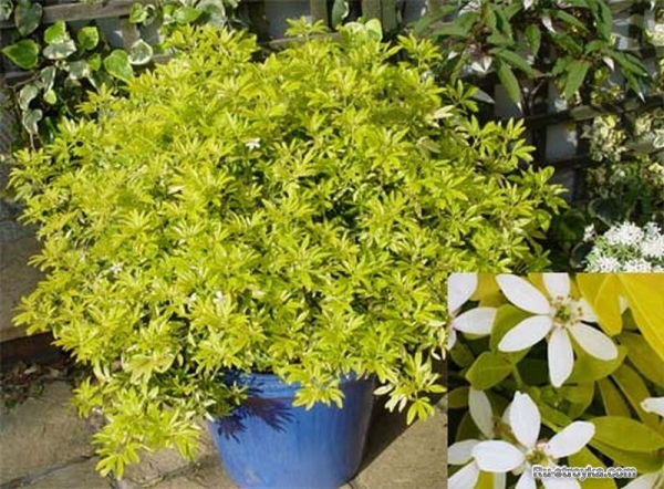 Растения для зимнего сада. Растения для зимнего сада.